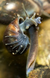 Physa acuta - Freshwater snail - movement