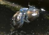 Physa acuta - Freshwater snails - in cop 2
