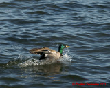 Mallards 05600 copy.jpg