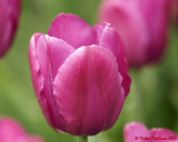 Tulips 03560 copy.jpg