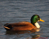 Mallards 00107 copy.jpg