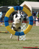 The Agility Connection 05728 copy.jpg