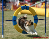 The Agility Connection 05769 copy.jpg