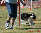 The Agility Connection 05771 copy.jpg