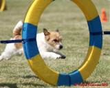 The Agility Connection 05799 copy.jpg