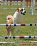 The Agility Connection 05877 copy.jpg