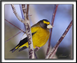 GROS-BEC ERRANT, mle  /  EVENING GROSBEAK. male     _MG_7074 a