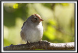  BRUANT  COURONNE BLANCHE, femelle   /  WHITE-CROWNED SPARROW, female      _MG_7067 a