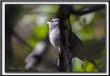 BRUANT  COURONNE BLANCHE, mle  /  WHITE-CROWNED SPARROW, male       _MG_9043 a