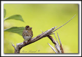 BRUANT DE LINCOLN   /   LINCOLNS SPARROW    _MG_5537 a