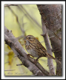 BRUANT DE LINCOLN   /   LINCOLNS SPARROW    _MG_5543 a