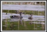 CANARD CHIPEAU  /   GADWALL     _MG_7438 a