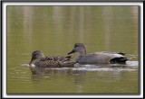 CANARD CHIPEAU  /   GADWALL     _MG_7469 sa
