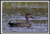 CANARD CHIPEAU  /   GADWALL     _MG_7499 a
