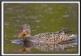 CANARD SOUCHET, femelle    -   NORTHERN SHOVELER  female     _MG_7608 a