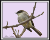 MOUCHEROLLE PHBI   /   EASTERN PHOEBE    _MG_1441a