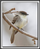 MOUCHEROLLE PHBI   /   EASTERN PHOEBE    _MG_1395 a