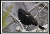 HYBRIDE CAROUGE  PAULETTE  /  RED-WINGED BLACKBIRD HYBRID     _MG_1272 a