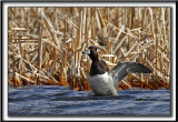 FULIGULE  COLLIER, mle /  RING-NECKED DUCK, male       _MG_1504 a +