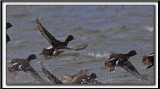 FULIGULE  COLLIER  /  RING-NECKED DUCK    _MG_1638 a Crop 2