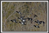 FULIGULE  COLLIER  /  RING-NECKED DUCK    _MG_1711 a