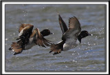 FULIGULE  COLLIER  /  RING-NECKED DUCK    _MG_1638 a Crop