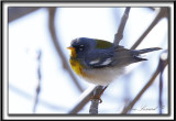 PARULINE  COLLIER , mle au printemps    /    NORTHERN PARULA, male in spring time     _MG_4841 a