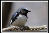 PARULINE BLEUE, mle  /  BLACK-THROATED BLUE WARBLER, male    _MG_5424 a