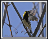 PARULINE  GORGE NOIRE, mle   /   BLACK-THROATED GREEN WARBLER, male      _MG_5889 a