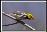PARULINE  GORGE NOIRE, mle   /   BLACK-THROATED GREEN WARBLER, male      _MG_5897
