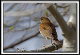 GRIVE FAUVE   /    VEERY    _MG_6227 a