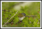 _MG_9527 aPARULINE OBSCURE   /   TENESSEE WARBLER