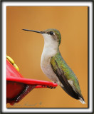 COLIBRI  GORGE RUBIS, femelle    /   RUBY-THROATED HUMMINGBIRD, female    _MG_0842