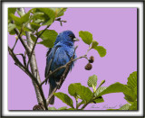 PASSERIN INDIGO    /    INDIGO BUNTING     _MG_2479 a a