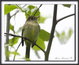 MOUCHEROLLE DES SAULES    /    WILLOW  FLYCATCHER     _MG_2559 a