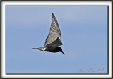 GUIFETTE NOIRE    /    BLACK TERN     _MG_3278 a