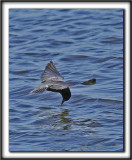GUIFETTE NOIRE    /    BLACK TERN     _MG_3948 a