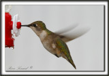 COLIBRI  GORGE RUBIS, femelle    /   RUBY-THROATED HUMMINGBIRD, female    _MG_0748 a