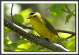 PARULINE  CALOTTE NOIRE, mle   /   WILSONS WARBLER ( Black-capped), male    _MG_1719 a