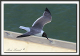 MOUETTE  ATRICILLE   /   LAUGHING GULL    _MG_6461 a