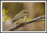 PARULINE BLUE, femelle   /  BLACK-THROATED BLUE WARBLER, female      _MG_8070 a