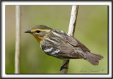 PARULINE  GORGE ORANGE, femelle   /   BLACKBURNIAN WARBLER, female     _MG_0451 a