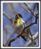 PARULINE  COLLIER , mle au printemps    /    NORTHERN PARULA, male in spring time     _MG_4783 a