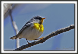 PARULINE  COLLIER , mle au printemps    /    NORTHERN PARULA, male in spring time     _MG_4805 a