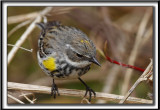 PARULINE  CROUPION JAUNE, femelle   /   YELLOW-RUMPED WARBLER, female     _MG_6313 a