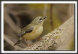 PARULINE BLUE, femelle   /  BLACK-THROATED BLUE WARBLER, female      _MG_8115 a