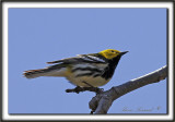 PARULINE  GORGE NOIRE, mle   /   BLACK-THROATED GREEN WARBLER, male     _MG_5750 a