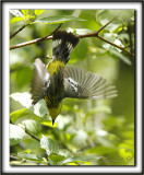 PARULINE  TTE CENDRE / MAGNOLIA WARBLER     _MG_2831 a