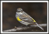 PARULINE  CROUPION JAUNE, femelle   /   YELLOW-RUMPED WARBLER, female    _MG_6323 a