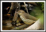 PARULINE DES RUISEAUX   /  NORTHERN  WATERTHRUSH    _MG_9996 a